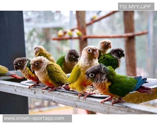 都柏林动物园为鹦鹉命名帕洛特引发热议带队杀入附加赛